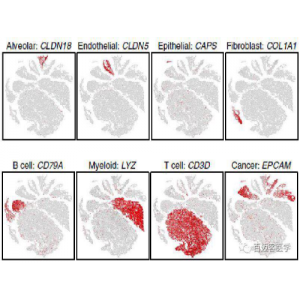 Marker gene鑒定示例圖 Marker gene鑒定示例圖