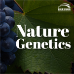 【項目文章】Nature Genetics | 國內科學家團隊在葡萄屬超級泛基因組研究中獲得重大突破