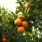 JIPB | 西南大學柑桔研究所與合作者為柑橘物種的起源和進化提供了新見解