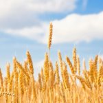 山東省農業科學家成功繪制小麥基因組從“頭”到“尾”無缺口的精確組裝