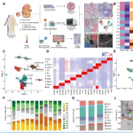 項目文章 | 時空多組學技術助力科學家團隊在國際著名期刊發表最新成果