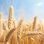 J Exp Bot | 揚州大學解析HvERF62基因介導大麥耐漬澇新機制