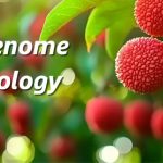 廣東省農科院聯合華南農大、中國熱帶農科院在荔枝資源群體遺傳和果實性狀形成方面取得重要進展